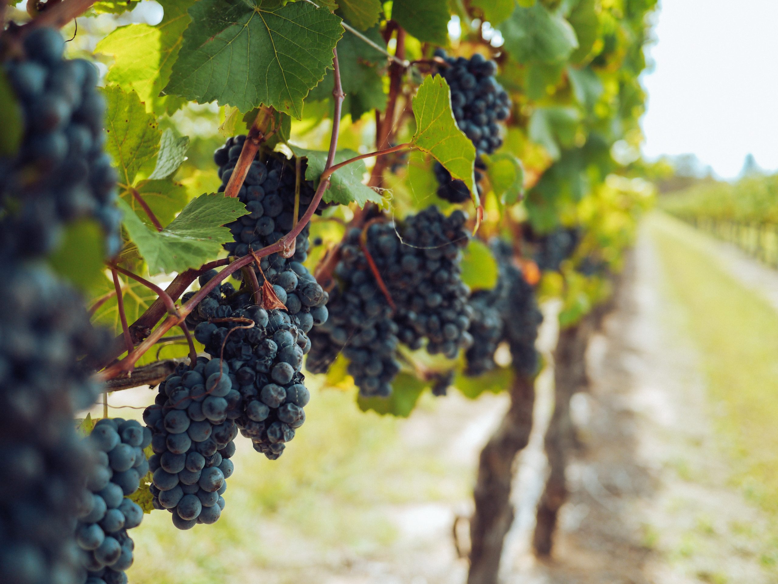 ruta del vino-camping Villasol2