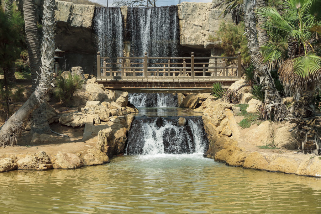 El palmeral Alicante