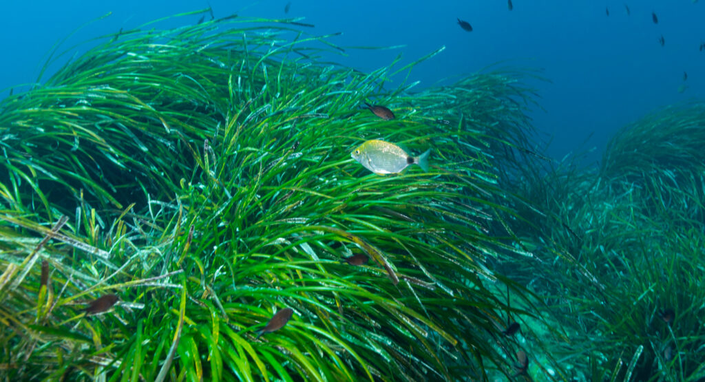 Posidonia oceánica del Mediterráneo.