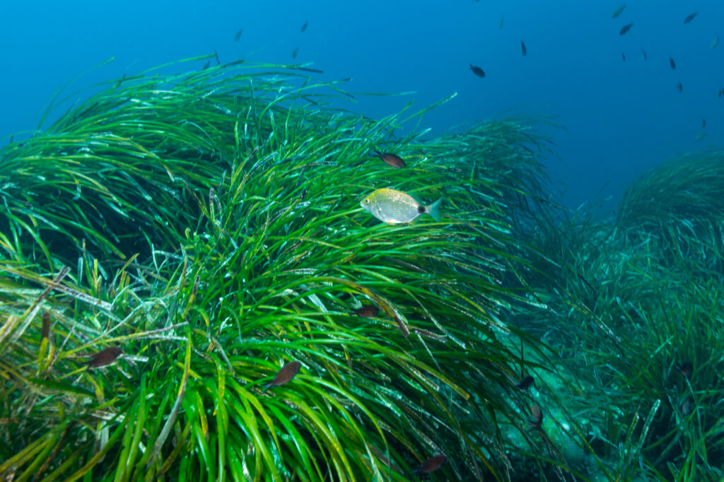 Posidonia oceánica del Mediterráneo.