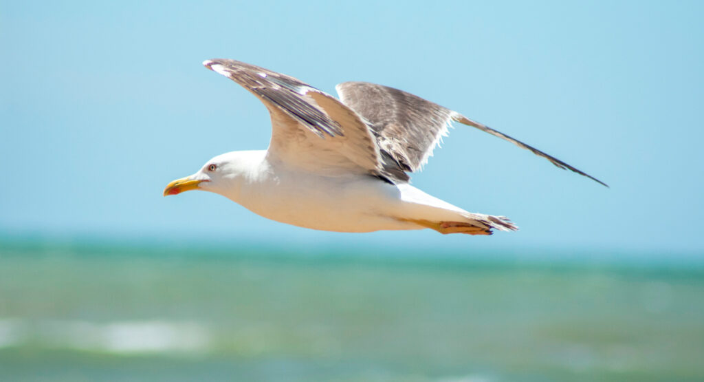 Gaviota de la fauna local en la Costa Blanca.