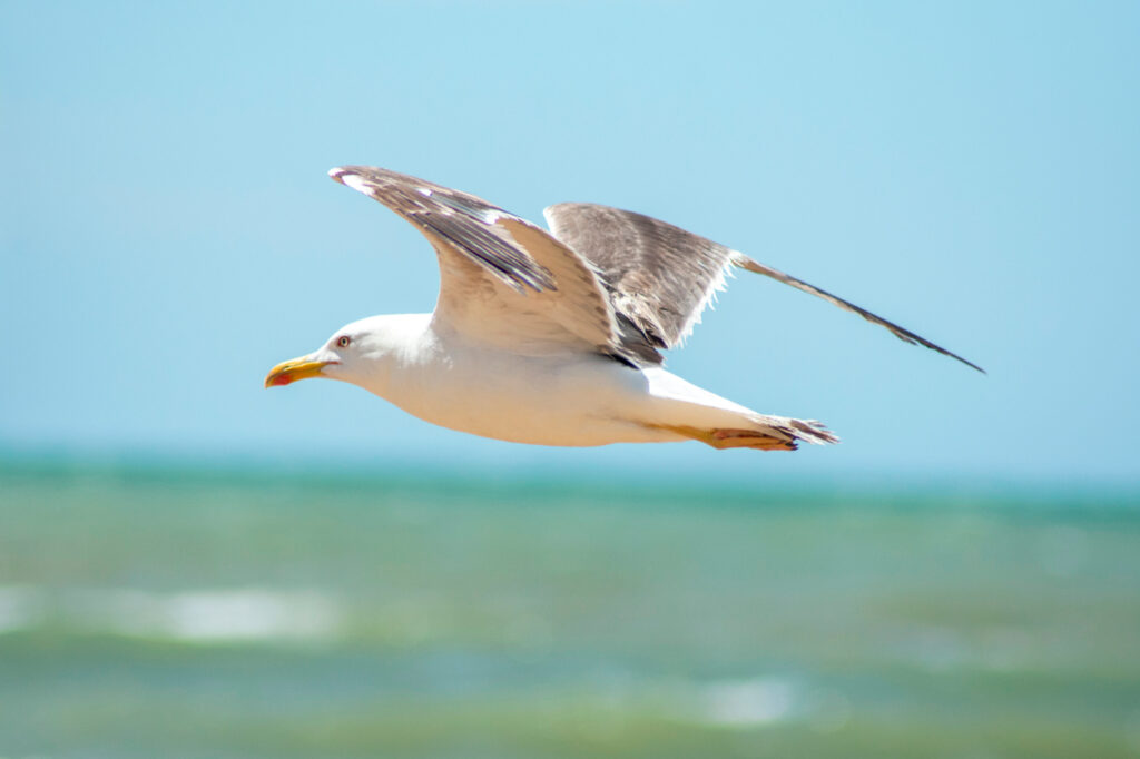 Gaviota de la fauna local en la Costa Blanca.