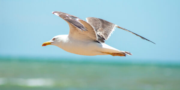 Gaviota de la fauna local en la Costa Blanca