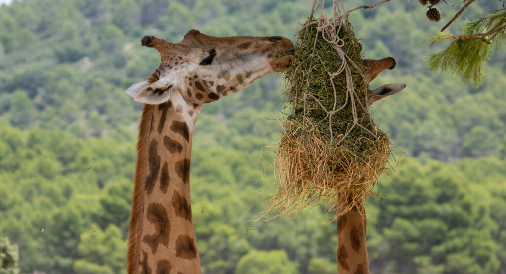 Jirafa del Safari Aitana, cerca del Camping Villasol.