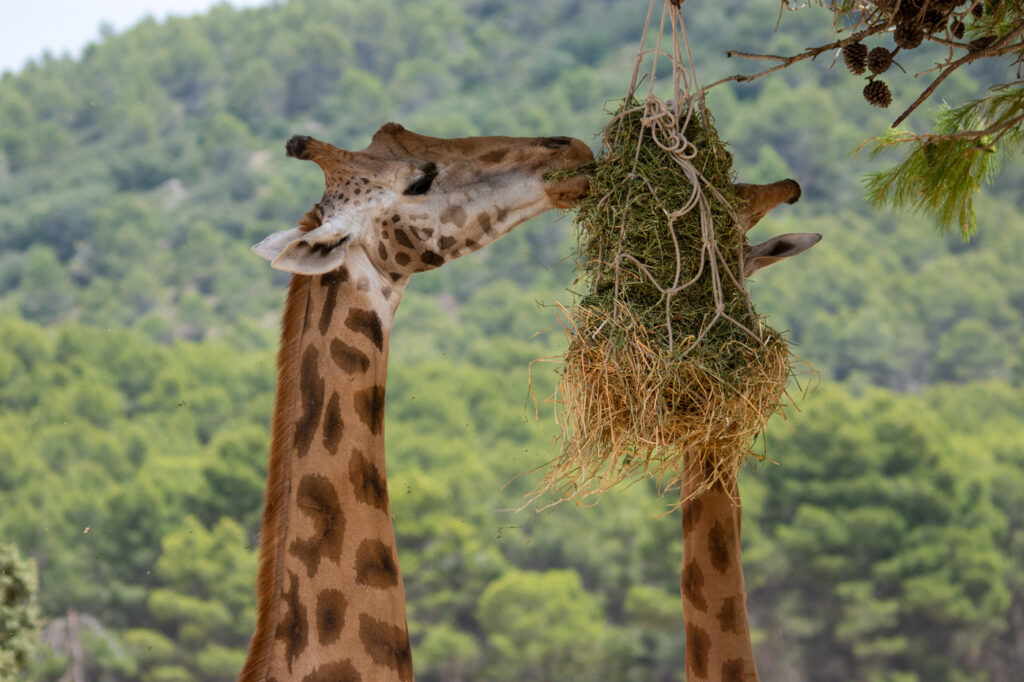 Jirafa del Safari Aitana, cerca del Camping Villasol.