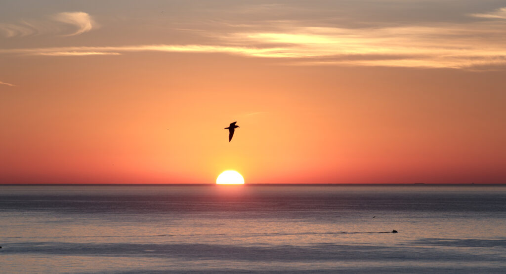 Birdwatching en Benidorm.