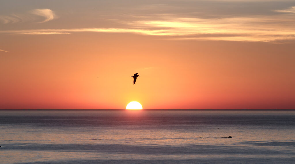 Birdwatching en Benidorm.