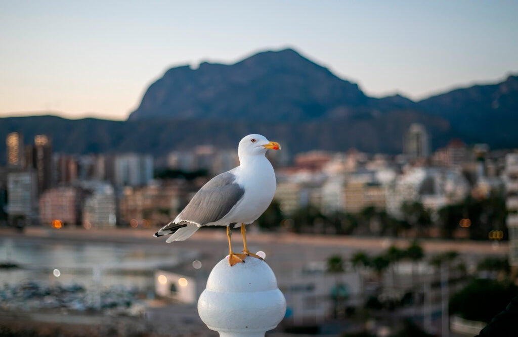 Birdwatching en Benidorm.