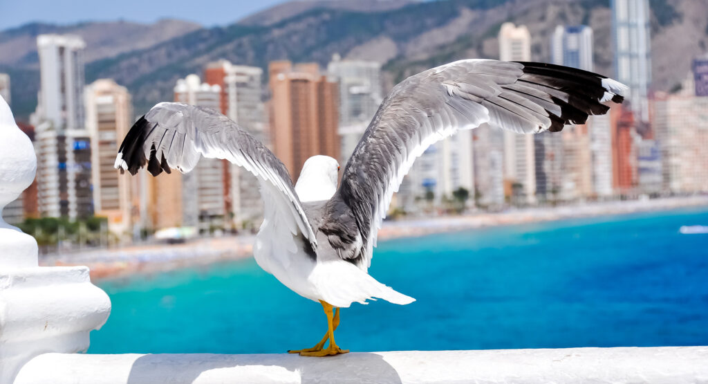 Ornitología en Benidorm.