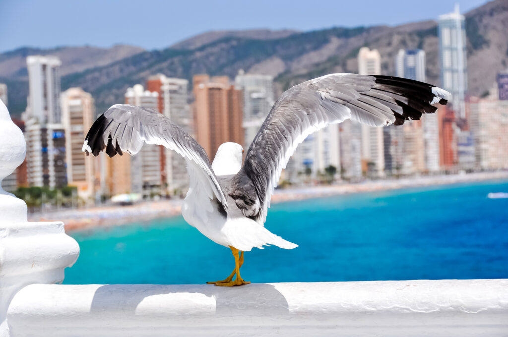 Ornitología en Benidorm.