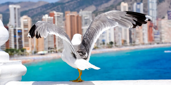 Ornitología en Benidorm.